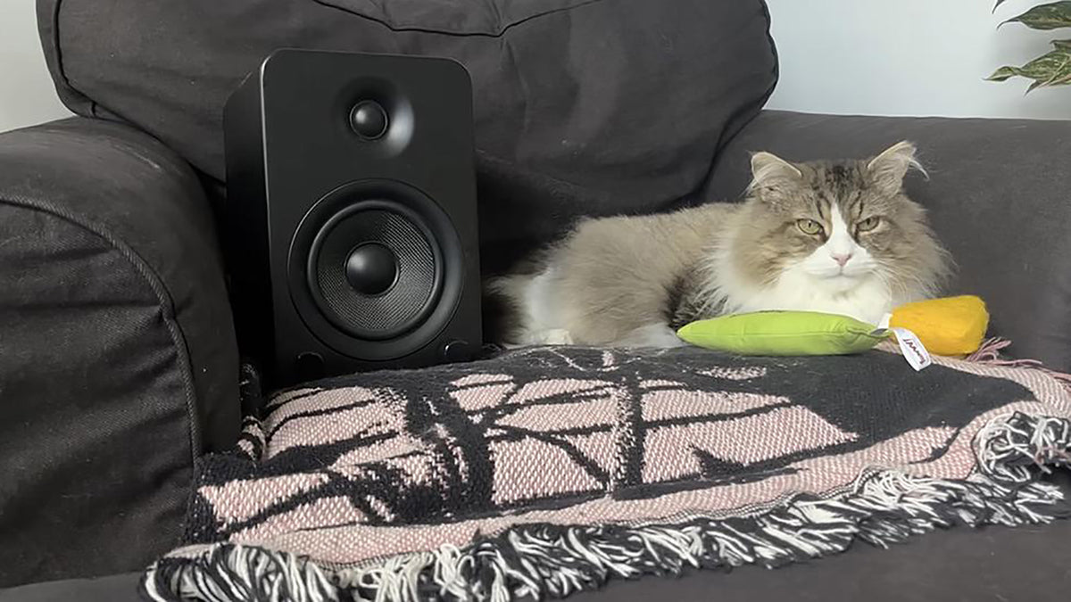 See Counterparts Vocalist’s Cat Kuma Star in New “Whispers of Your Death” Video
