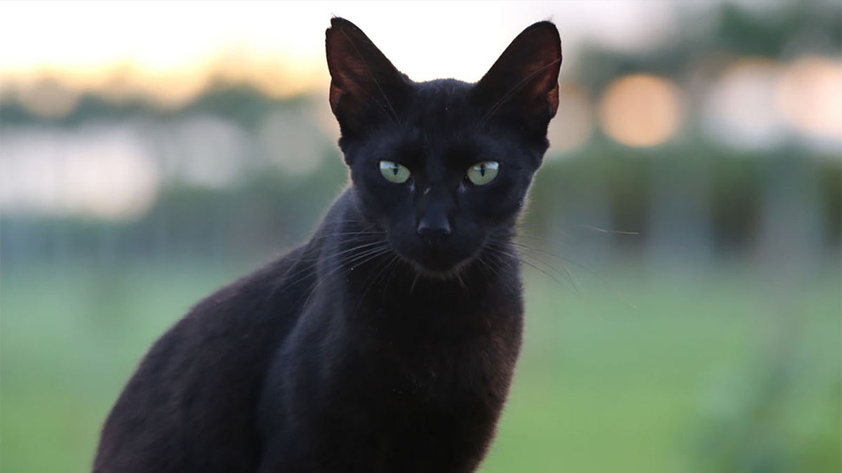 See Boisterous House Cats “Destroy Everything” In Viral Hatebreed Video