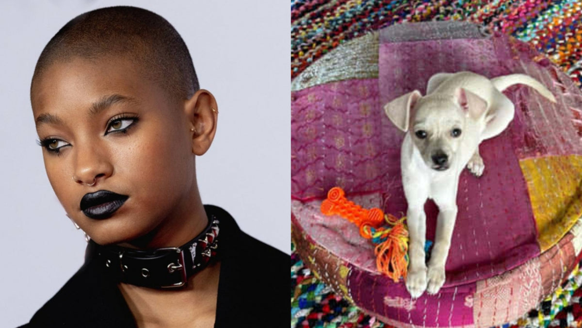 Willow Smith Named Her New Dog Korn