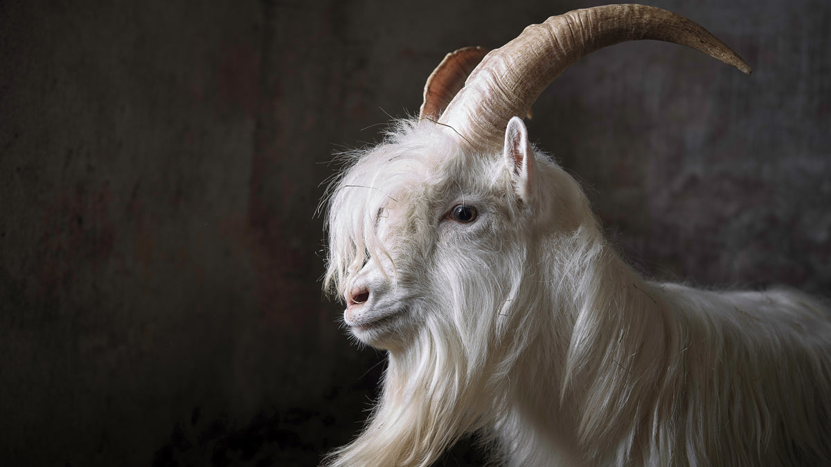 Goat Worship: Stunning Photos of Heavy Metal’s Most Iconic Beast