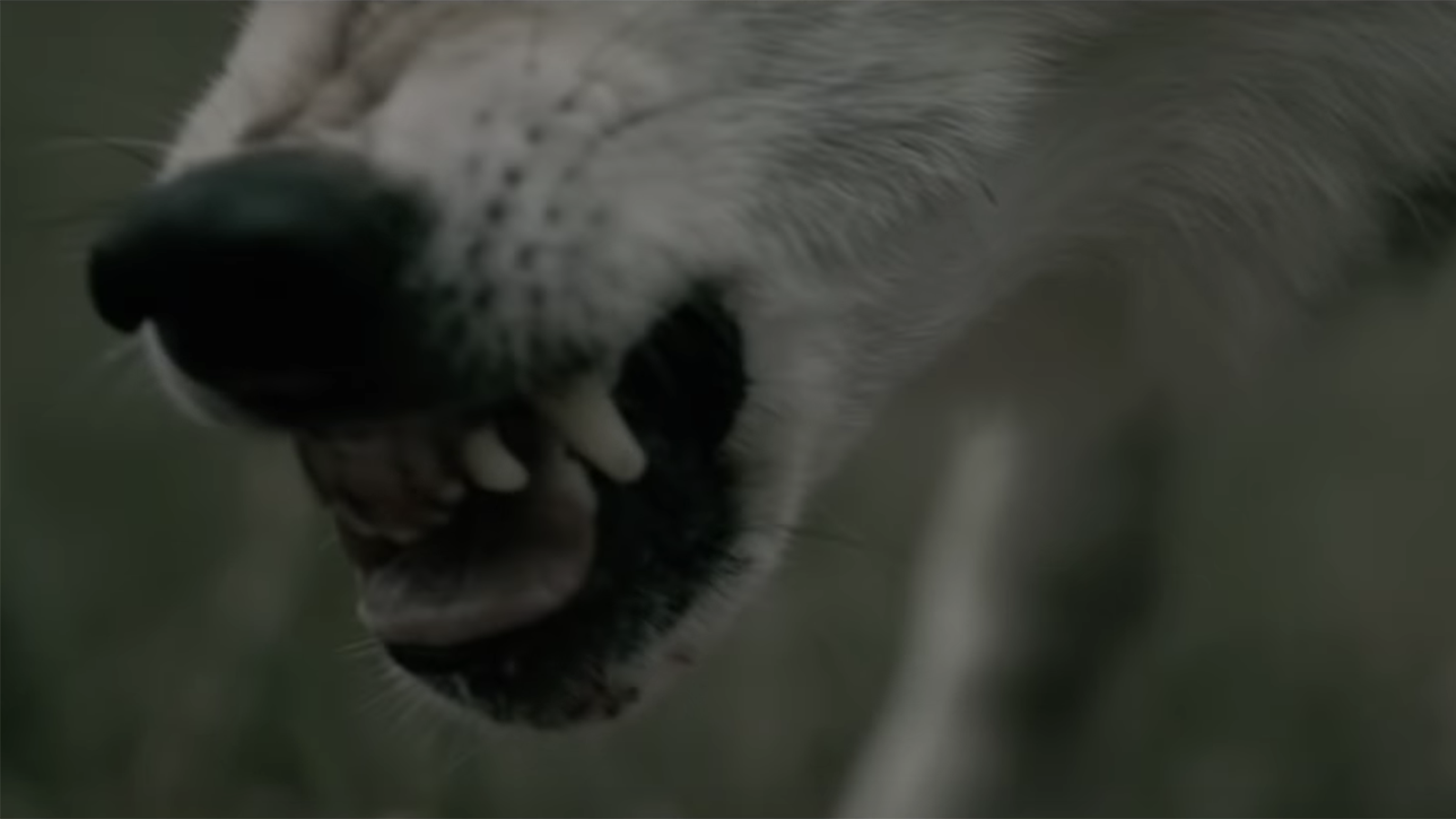 Watch Nature Bite Back in Behemoth’s Gloomy New “Wolves ov Siberia” Video