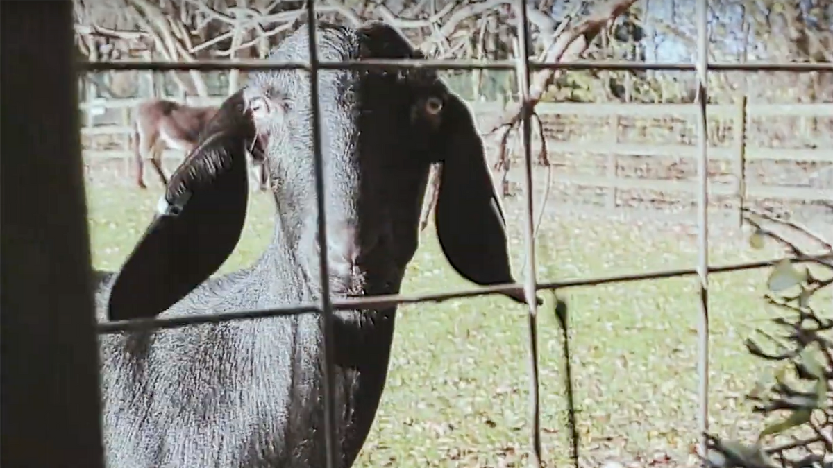 See U.K. Rock Upstarts Puppy Answer Fan Questions on Farm With Goats