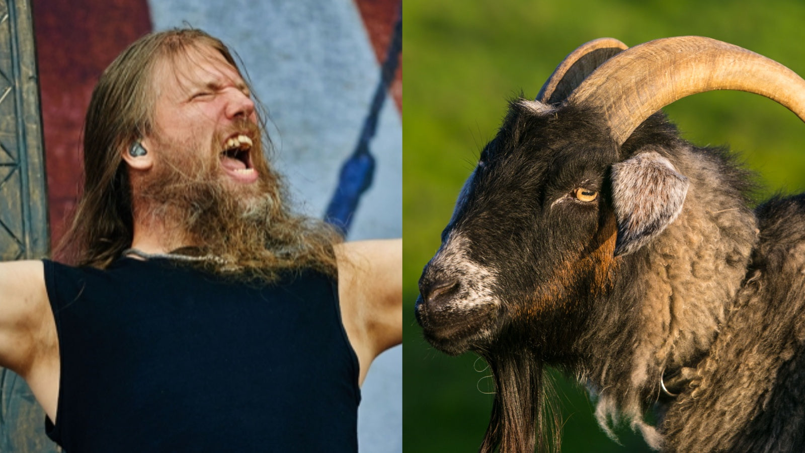 AMON AMARTH with actual goat vocals! Hear hilarious new “Heidrun” remix
