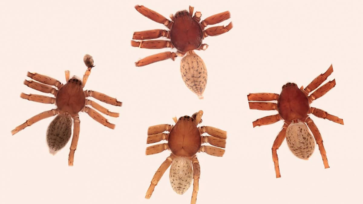 New Spider Species Named After Iron Maiden, Def Leppard, Scorpions, More