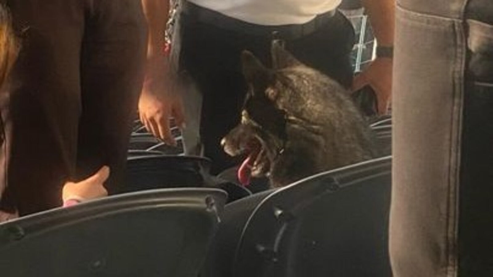 Runaway dog goes to see METALLICA, stays for full show