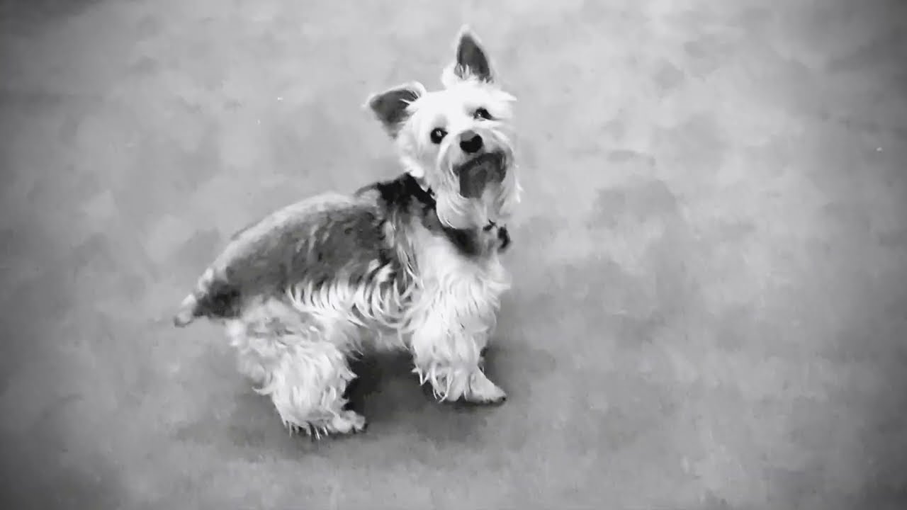 See PUSCIFER pay tribute to MAYNARD JAMES KEENAN’s late dog MiHo in new video