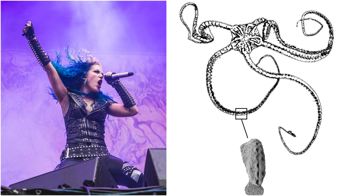 Scientists Name 2 Prehistoric Sea Creatures After Arch Enemy