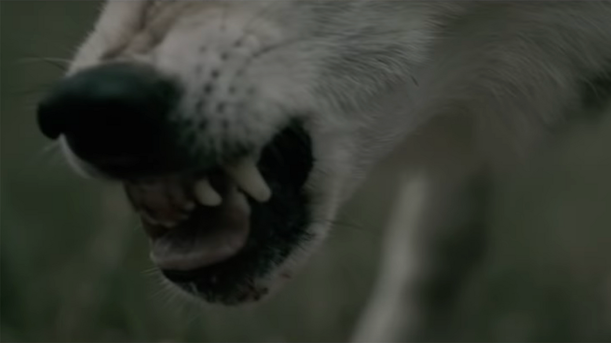 Watch Nature Bite Back in Behemoth’s Gloomy New “Wolves ov Siberia” Video