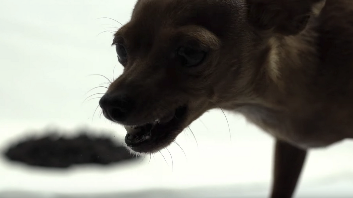 Watch Behemoth’s Insane Mock Commercial for “God = Dog Food”