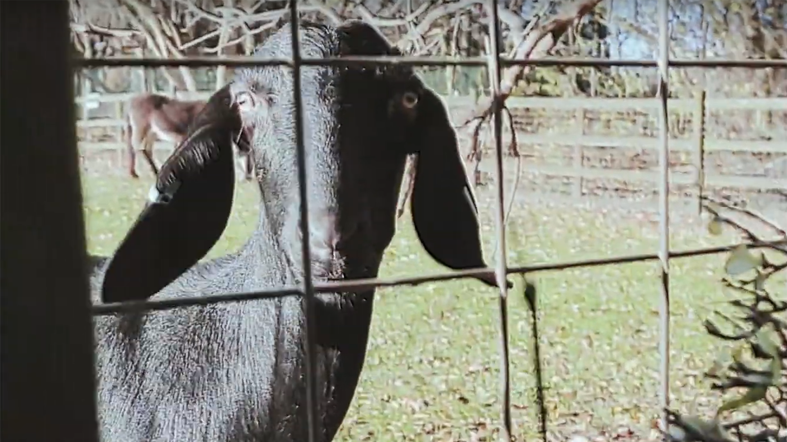See U.K. Rock Upstarts Puppy Answer Fan Questions on Farm With Goats